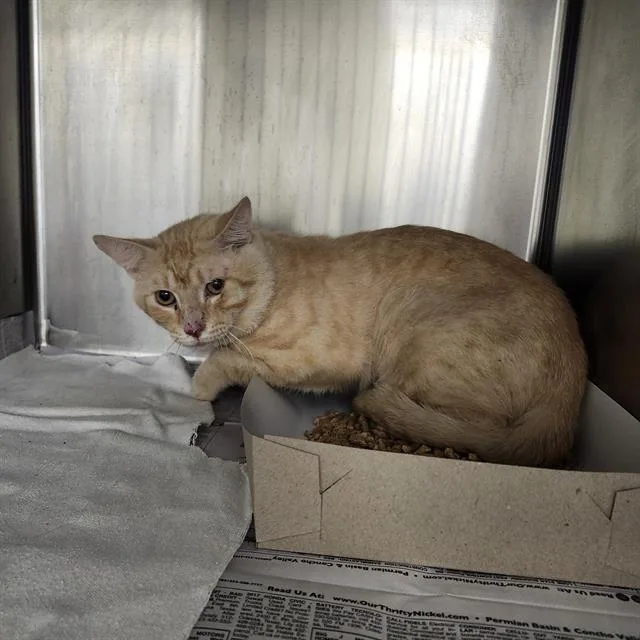 A young medium-sized male Domestic Short Hair cat named 2 for adoption in San Antonio, TX