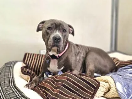 An adult medium-sized female Mixed Breed dog named Maple for adoption in Sultan, WA