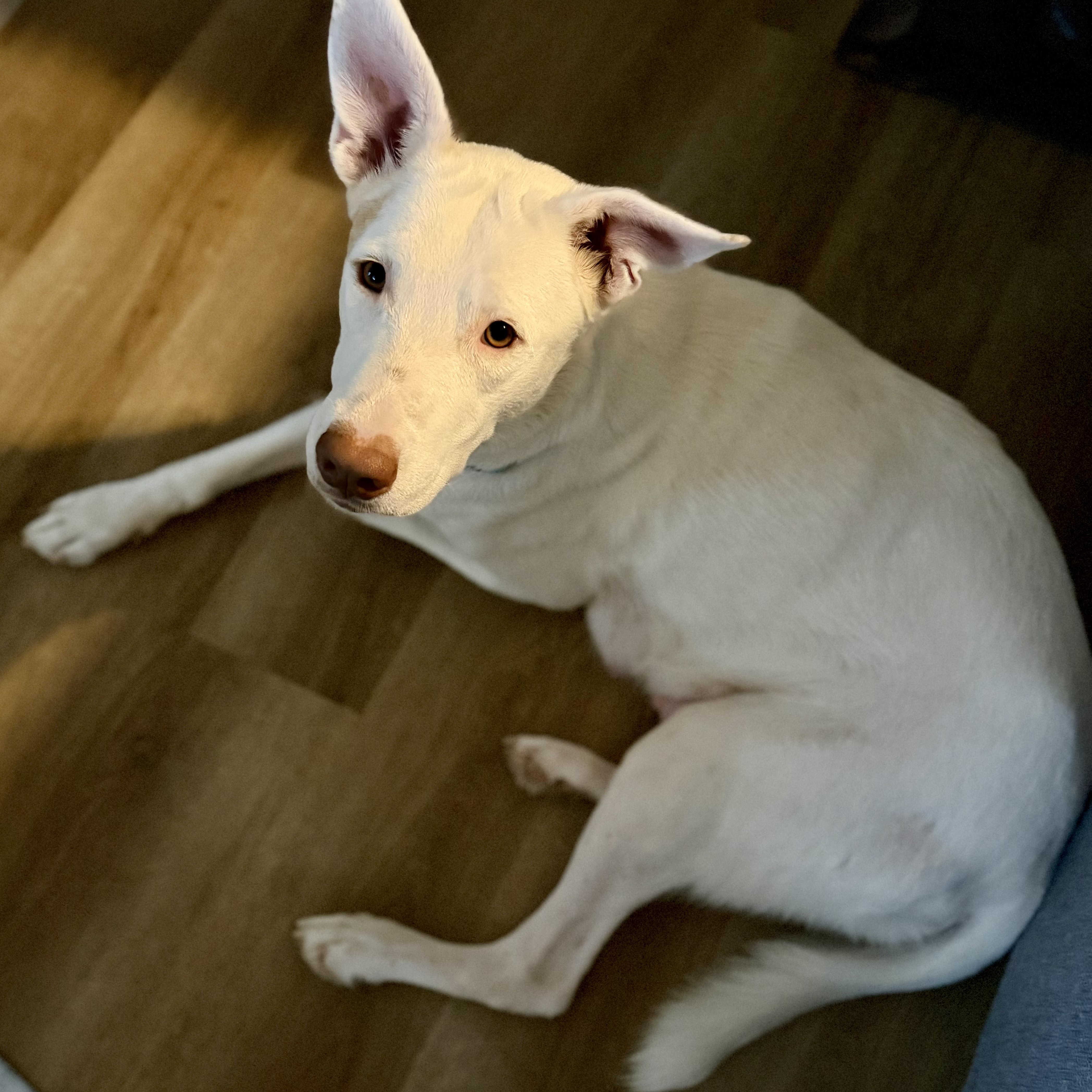 A young large-sized female Shepherd dog named Minka for adoption in Pflugerville, TX