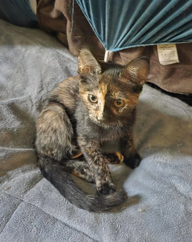 Daphne
