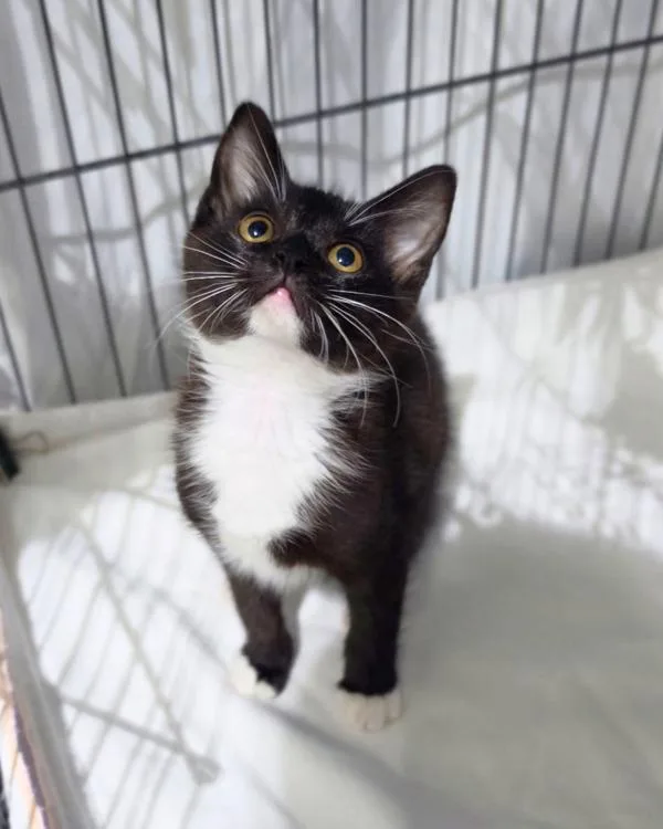 A baby small-sized female Domestic Short Hair cat named Mimi for adoption in Novato, CA