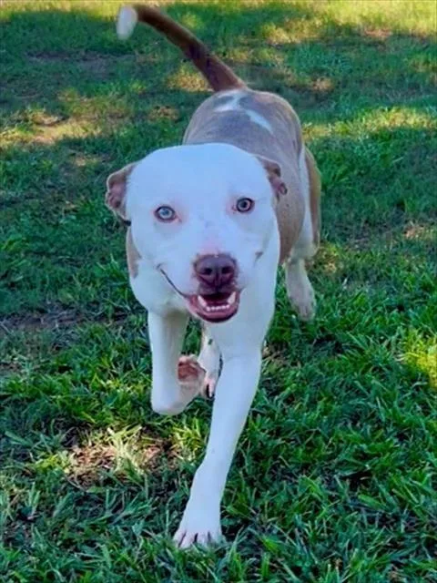 An adult medium-sized male Pit Bull Terrier dog named Sean for adoption in Appling, GA