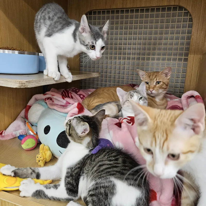 A young medium-sized male Tabby (Orange / Red) Tabby cat named Pete Zig Zag for adoption in Phoenix, AZ