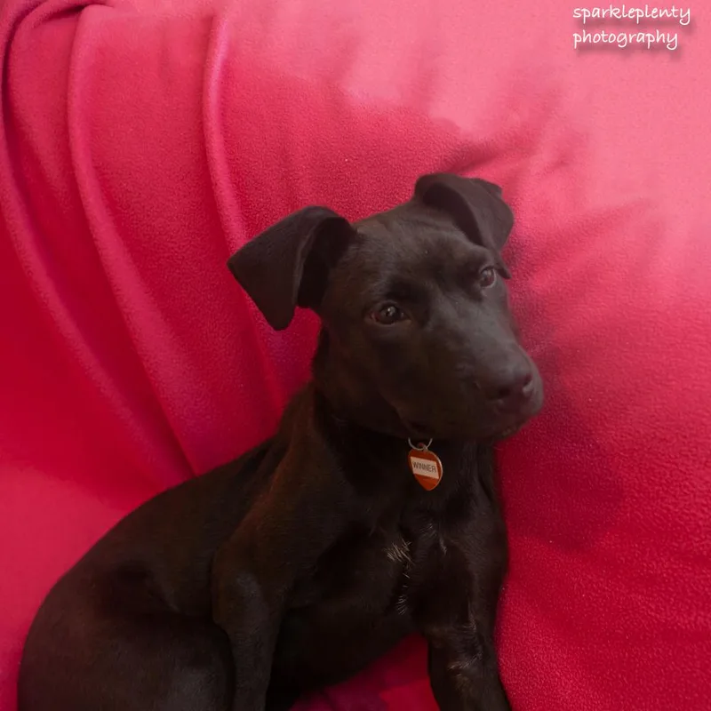 A baby medium-sized female Black Mixed Breed dog named Winner for adoption in Ridgefield, CT