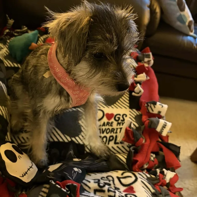 A baby small-sized female Gray / Blue / Silver Schnauzer dog named Sadie D for adoption in Princeton, MN