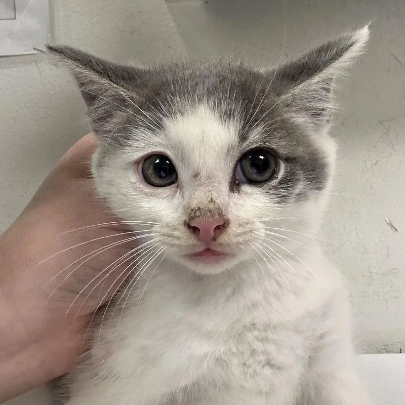 A baby small-sized male Gray / Blue / Silver Domestic Short Hair cat named Meep for adoption in Charleston, WV