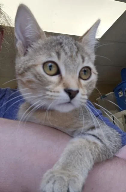 A baby small-sized male Domestic Short Hair cat named Bertolli FIV+ for adoption in East Brookfield, MA