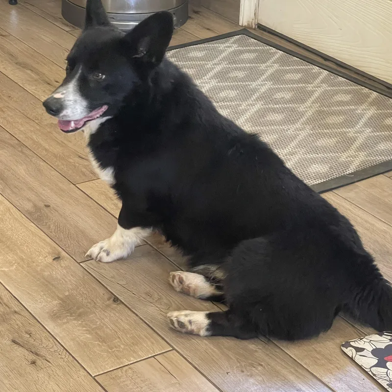 A young medium-sized male Cardigan Welsh Corgi dog named Lieutenant Dan for adoption in Yreka, CA