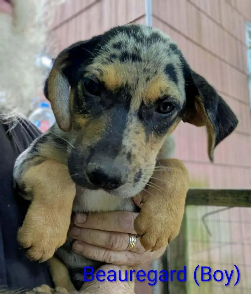 A baby large-sized male Merle (Blue) Retriever dog named LLP Trixie : Beauregard for adoption in Aurora, IN