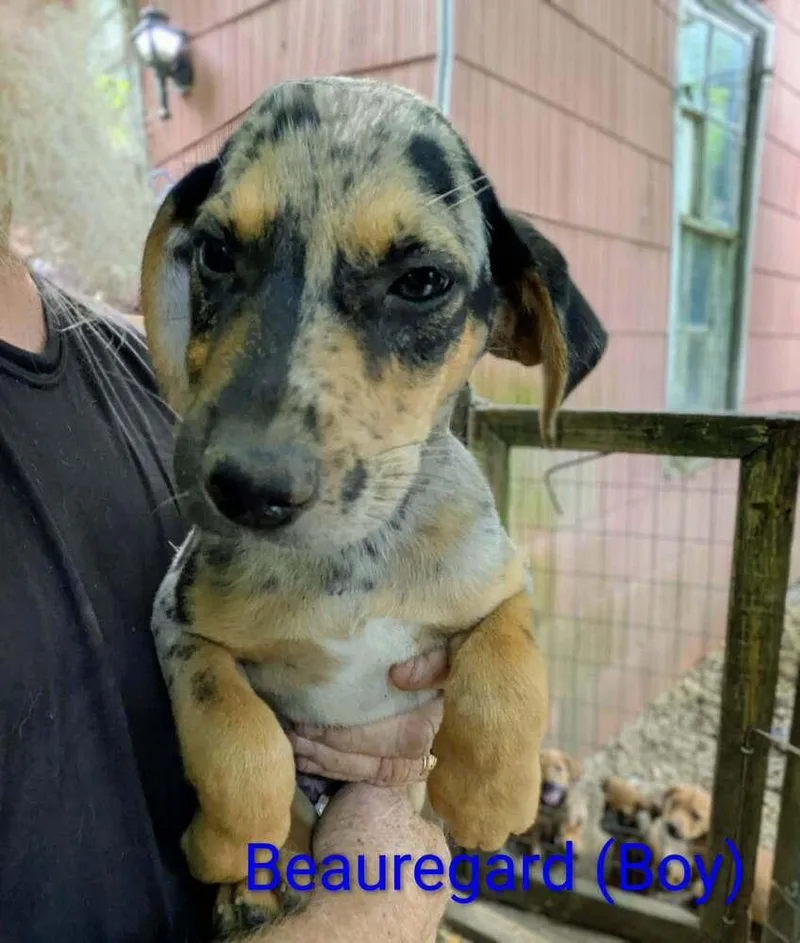 LLP Trixie : Beauregard thumbnail 2