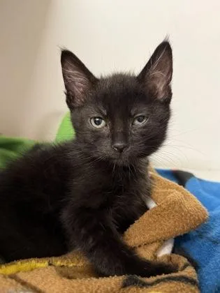 A baby small-sized female Domestic Short Hair cat named Hectra for adoption in West Chester, PA
