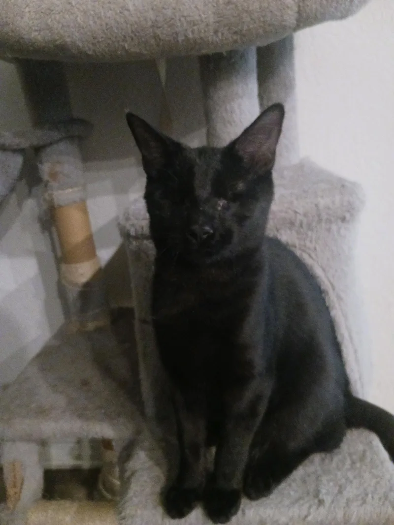 A young medium-sized male Black Domestic Short Hair cat named Noir for adoption in Wesley Chapel, FL
