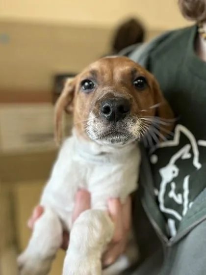 A baby large-sized male Mixed Breed dog named Willy Nilly for adoption in Munster, IN
