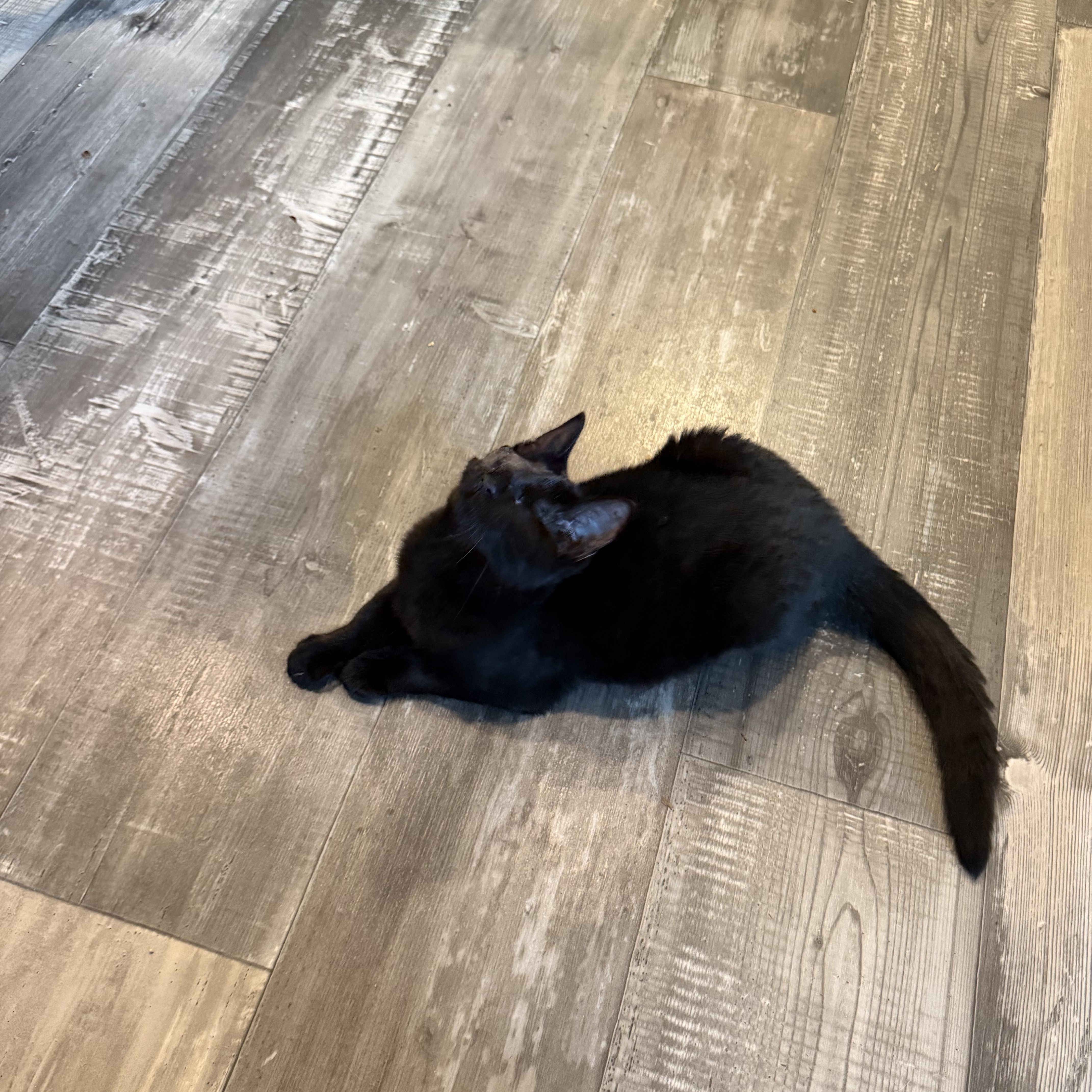 A baby medium-sized female Black Domestic Short Hair cat named Sable for adoption in Houston, TX