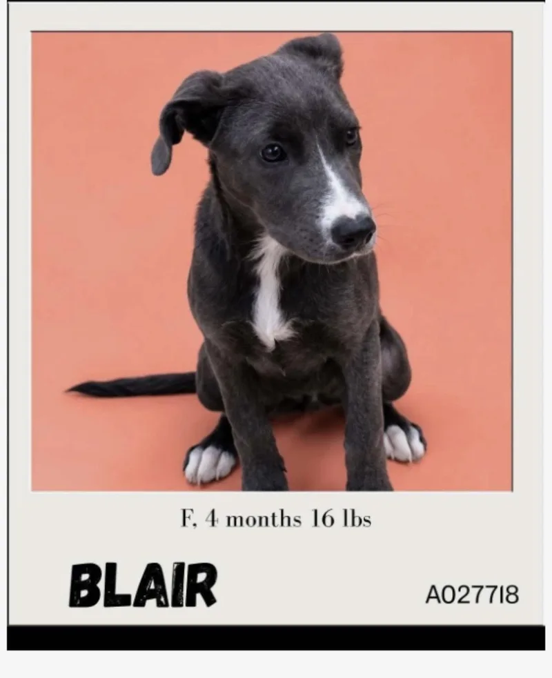 Blair