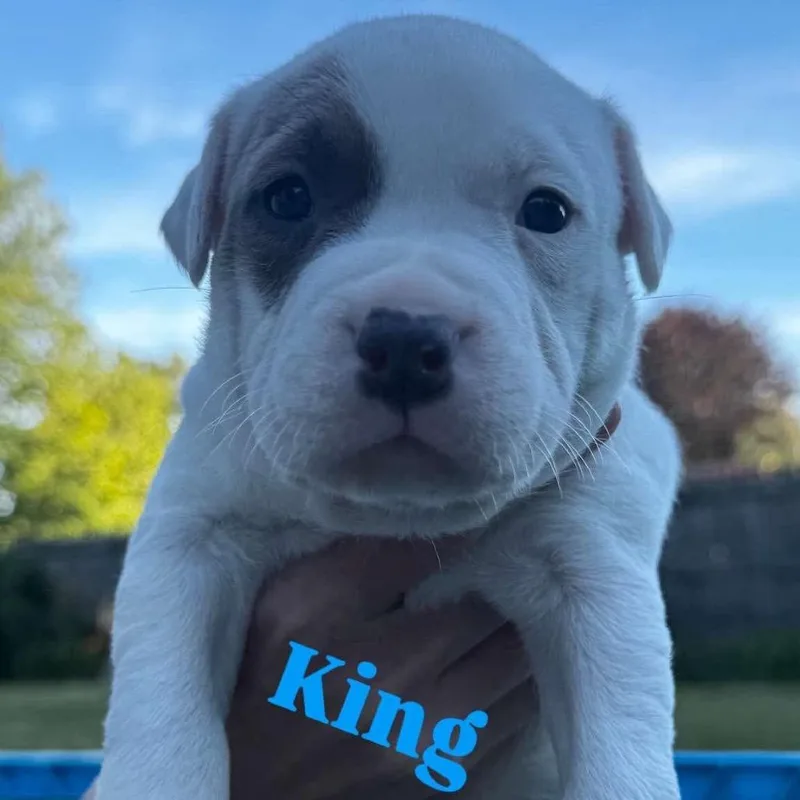 A baby medium-sized female White / Cream Pit Bull Terrier dog named King for adoption in Griswold, CT
