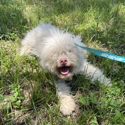 An adult small-sized male White / Cream Miniature Poodle dog named Dudley for adoption in Houston, TX