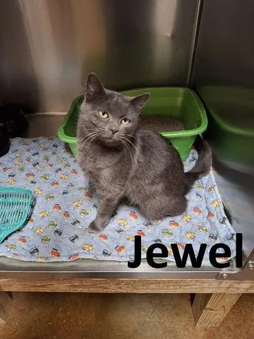 Jewel thumbnail 2