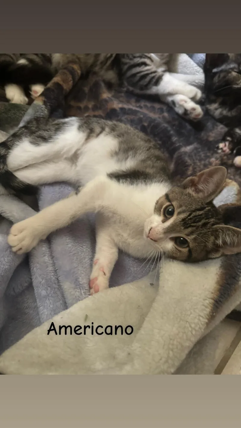 A young small-sized male Domestic Short Hair cat named Americano for adoption in St Petersburg, FL