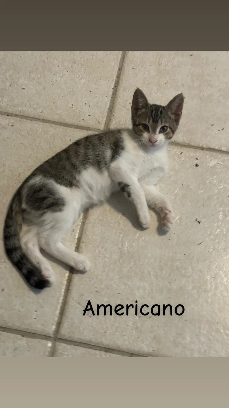 Americano thumbnail 4