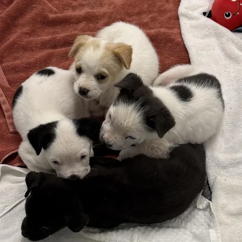 Clarissa thumbnail 2