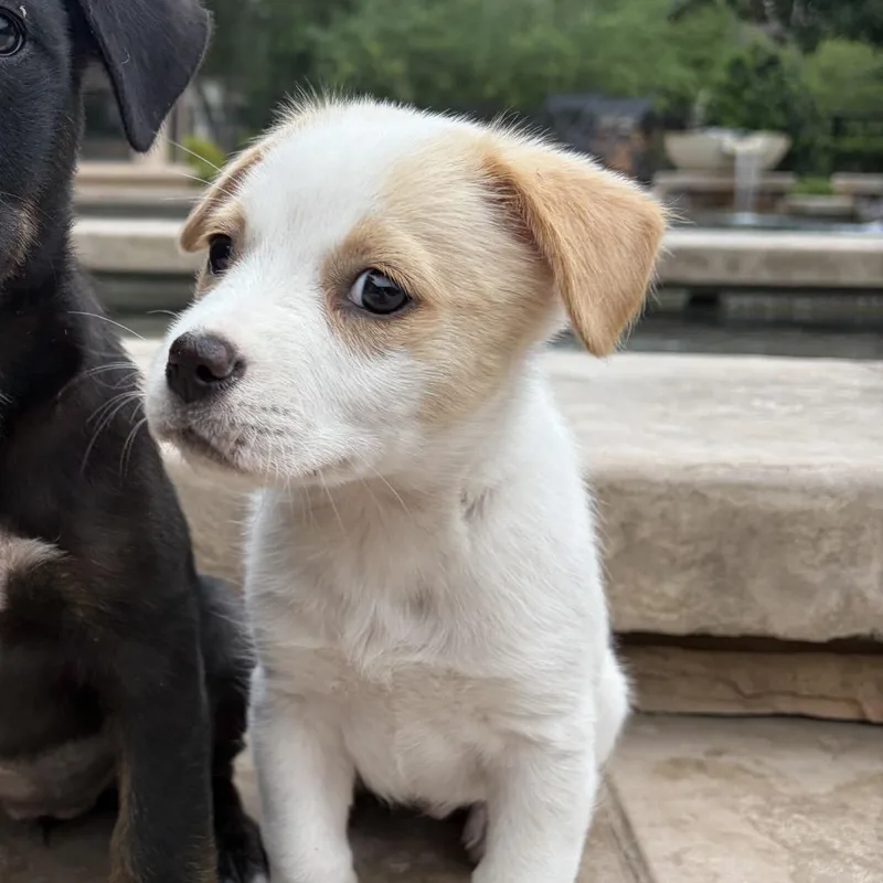 Clarissa thumbnail 3