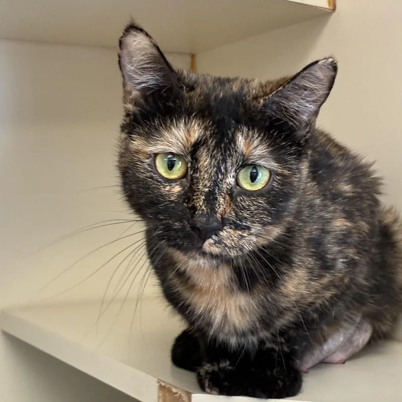 An adult medium-sized female Tortoiseshell Domestic Short Hair cat named Pudding for adoption in South Elgin, IL