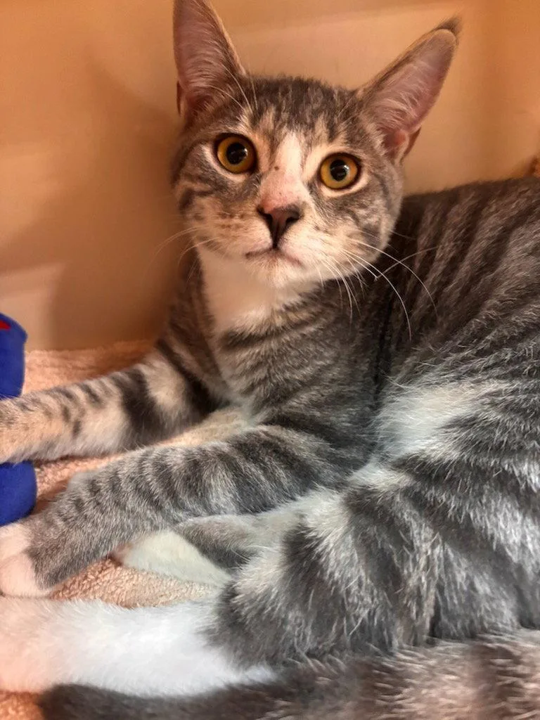 A baby medium-sized male Gray / Blue / Silver Domestic Short Hair cat named Crouton for adoption in Greenville, DE