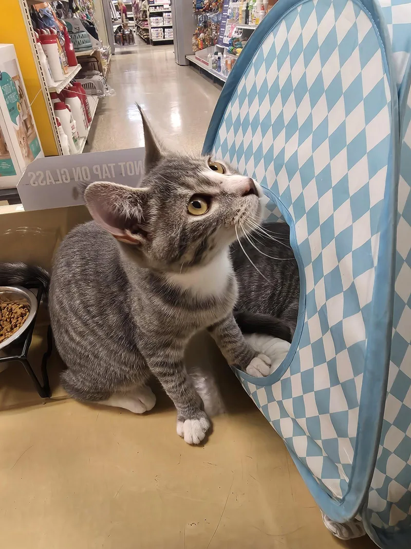 Crouton thumbnail 2