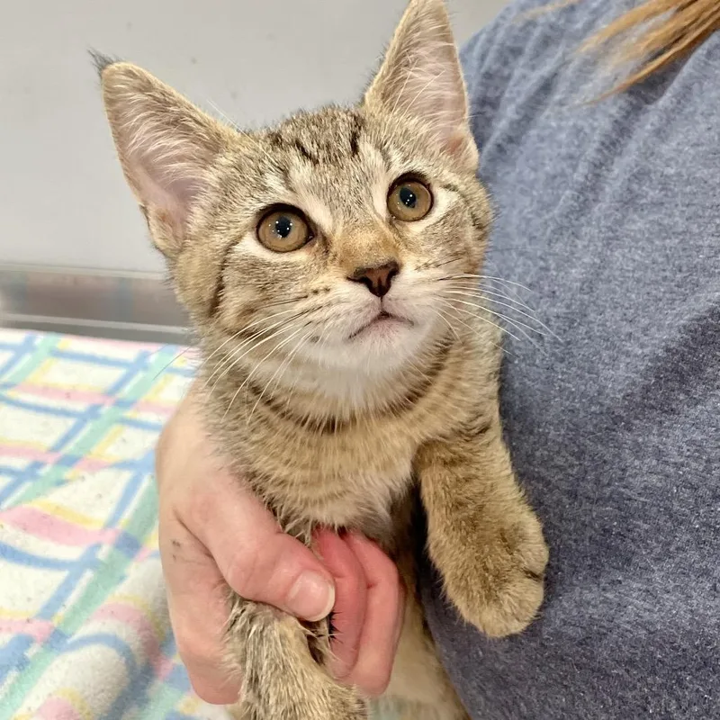 A baby small-sized female Buff / Tan / Fawn Domestic Short Hair cat named Judy Hopps for adoption in Fairmont, WV