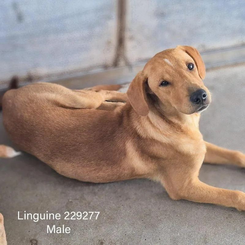 Linguine thumbnail 2