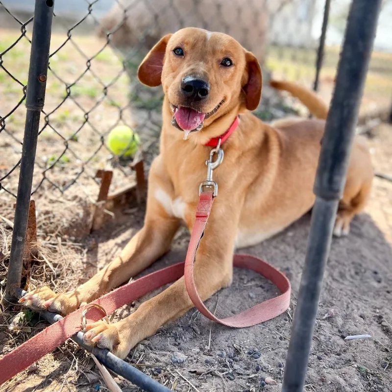 Linguine thumbnail 3