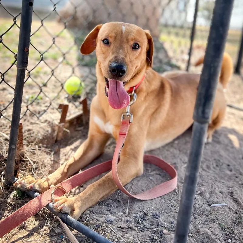 Linguine thumbnail 4