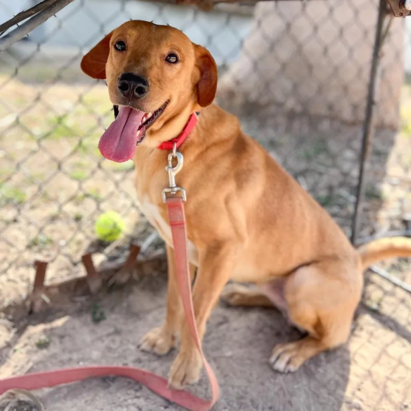 Linguine thumbnail 5