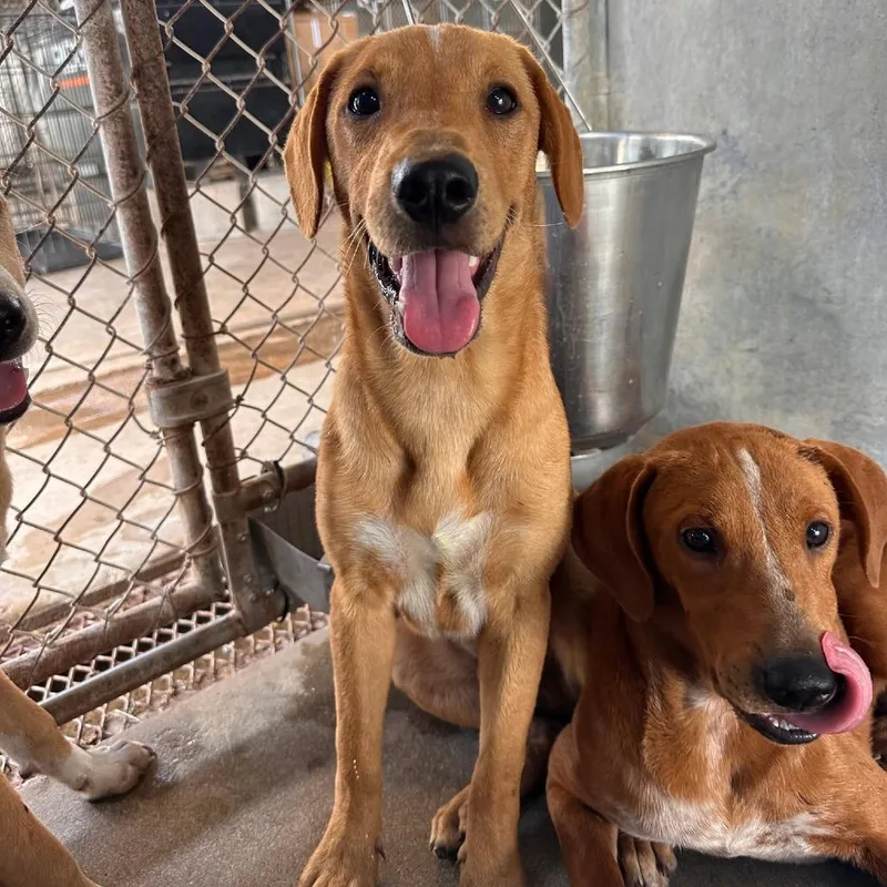 Linguine thumbnail 6