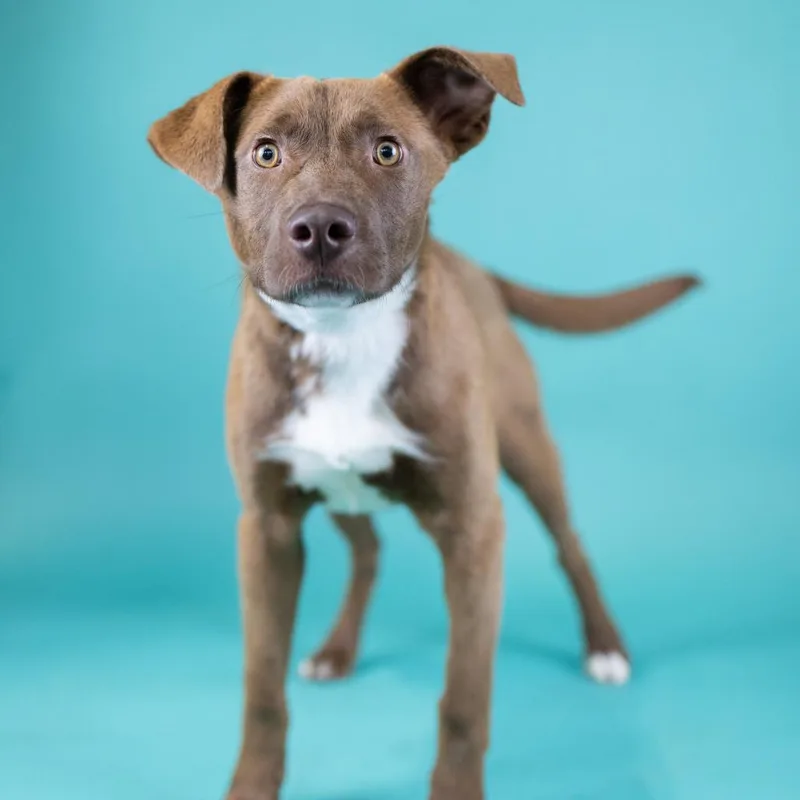 A young medium-sized male Brown / Chocolate Mixed Breed dog named Knight for adoption in Portland, OR