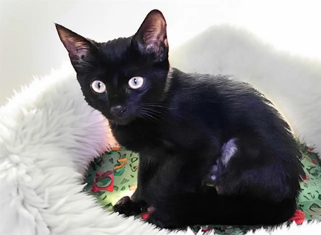 A baby medium-sized female Domestic Short Hair cat named Vivi for adoption in Fort Lauderdale, FL