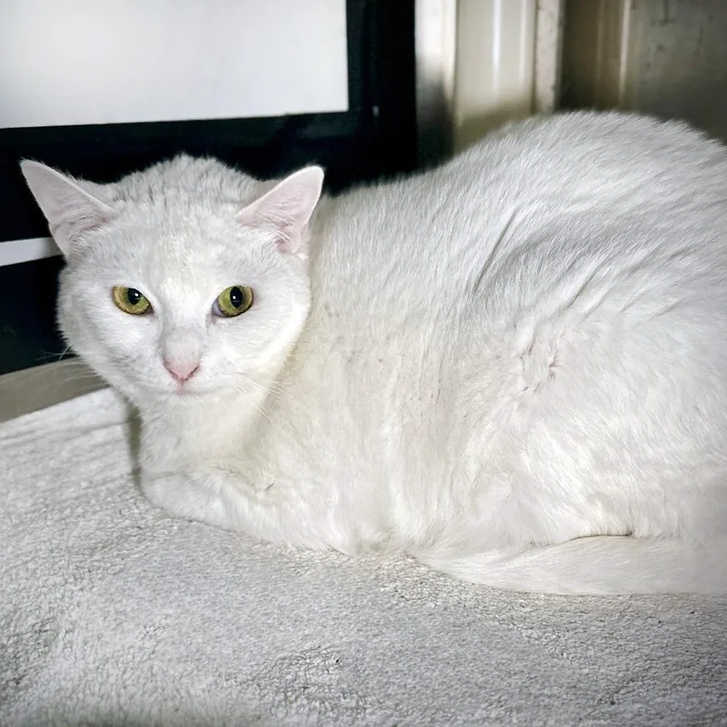 An adult medium-sized female White Domestic Short Hair cat named Big Britches for adoption in Austin, TX