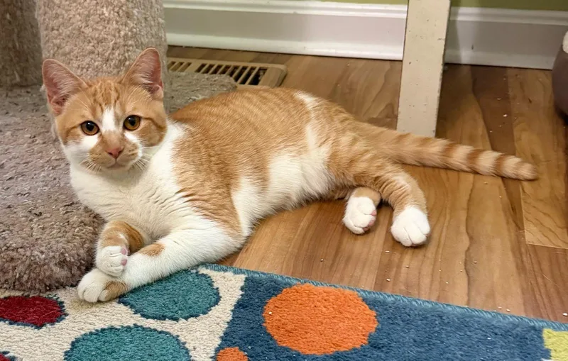 A young medium-sized female Orange & White Domestic Short Hair cat named Rumi for adoption in Leesburg, VA