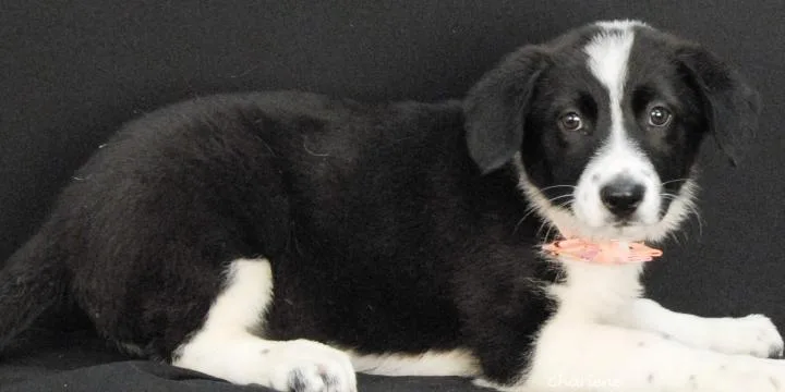 A young medium-sized female Black Border Collie dog named Sunny for adoption in Newland, NC