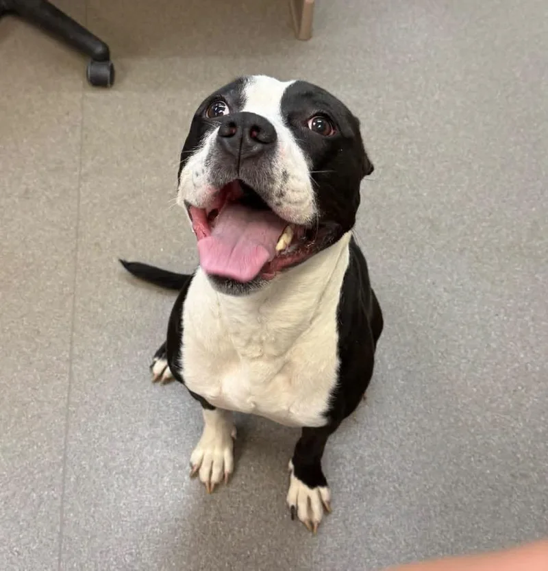 An adult medium-sized male Pit Bull Terrier dog named Echo for adoption in La Porte, IN