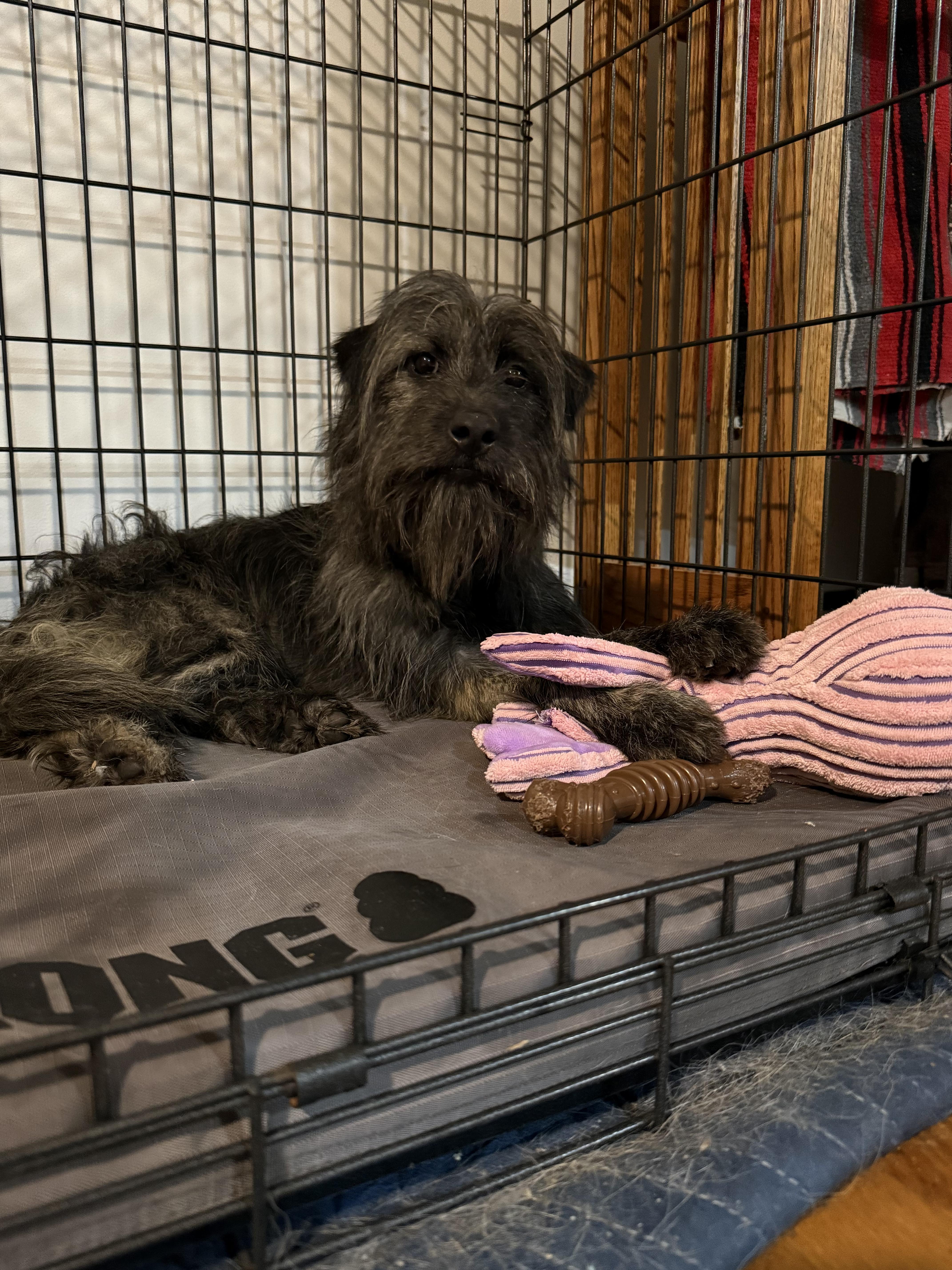 A young small-sized female Mixed Breed dog named Mika for adoption in Brooklyn, NY