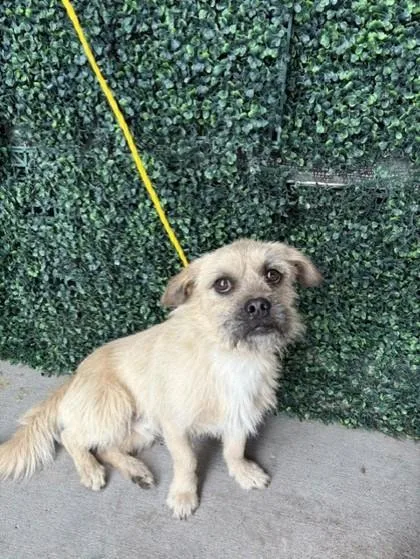 An adult small-sized male Yellow / Tan / Blond / Fawn Border Terrier dog named 61030229 for adoption in El Paso, TX