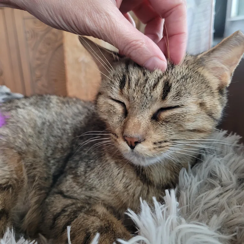 An adult medium-sized female Torbie Domestic Short Hair cat named Nelly for adoption in Indianapolis, IN