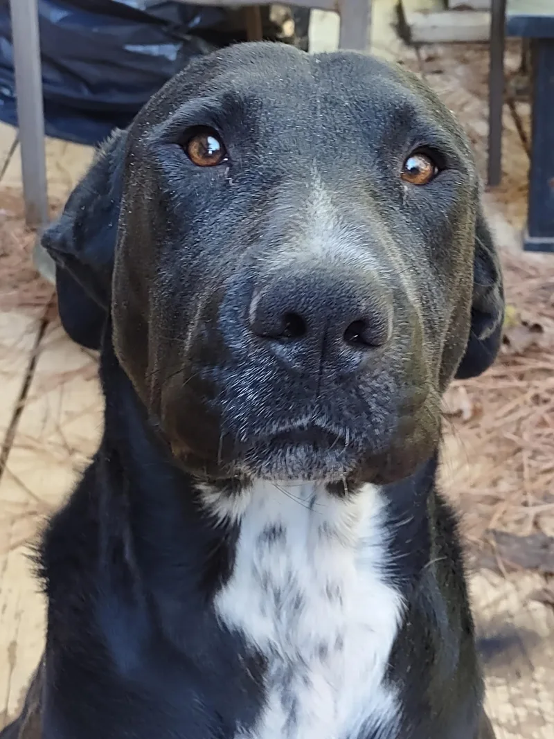 A young medium-sized male Mixed Breed dog named Timber for adoption in atlanta, GA