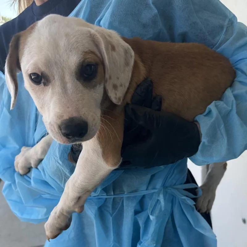 A baby small-sized male Brown / Chocolate Beagle dog named Key Lime Pie for adoption in Loxahatchee, FL