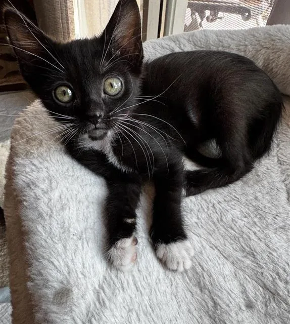 A baby small-sized female Domestic Short Hair cat named Isis for adoption in Chula Vista, CA