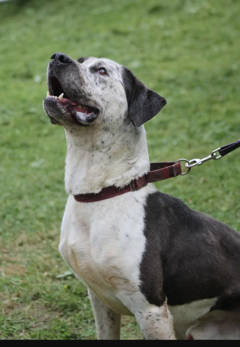 An adult large-sized male Black Mixed Breed dog named Abraham for adoption in Hazard, KY