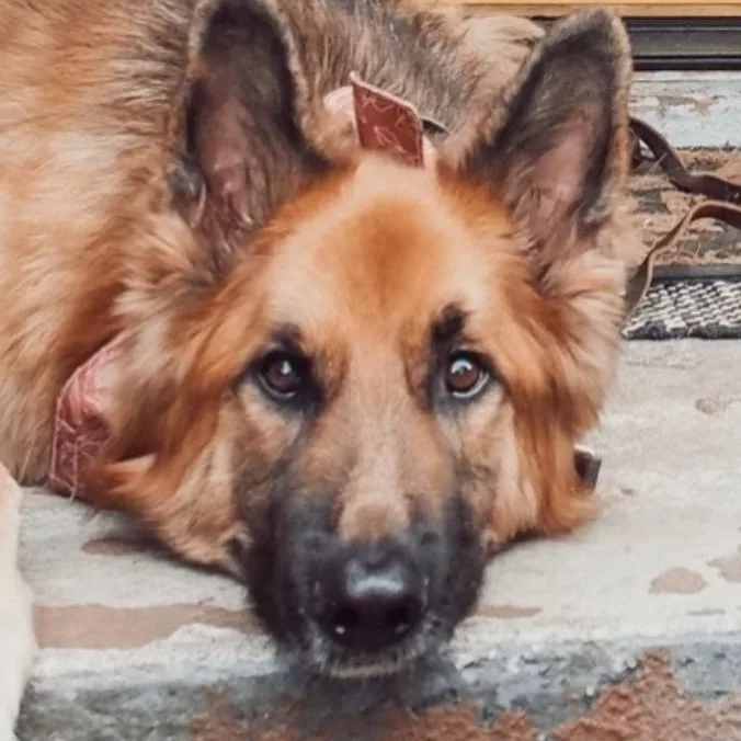 An adult large-sized male German Shepherd Dog dog named Bailey  Smart  for adoption in Tulsa, OK