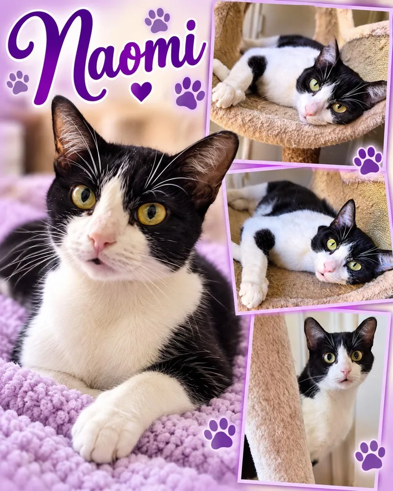 An adult medium-sized female Domestic Short Hair cat named Naomi for adoption in Fort Worth, TX